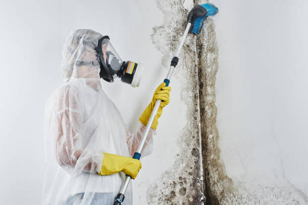 Best Attic Mold Removal  in Appalachia, VA
