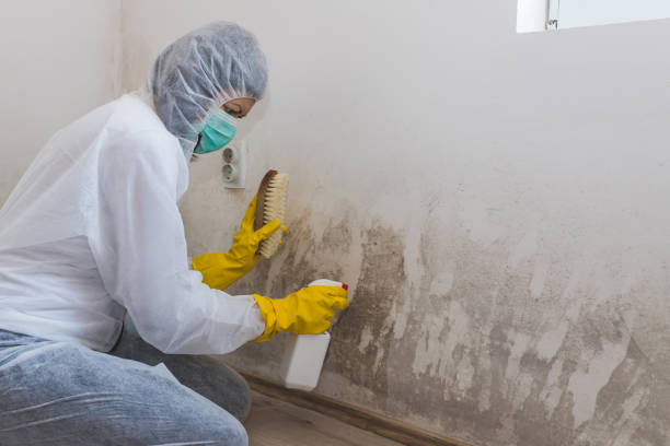 Best Professional Mold Removal  in Appalachia, VA