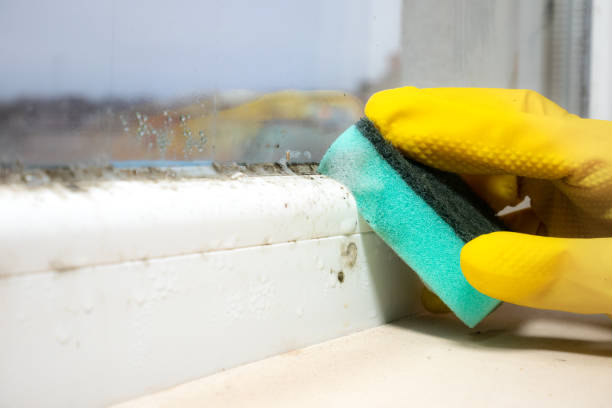 Best Fast Mold Removal  in Appalachia, VA