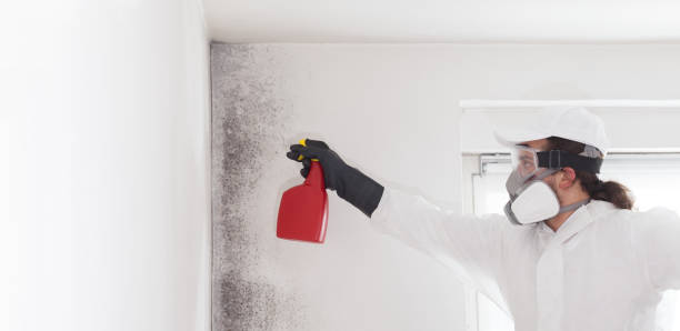 Best Black Mold Removal  in Appalachia, VA