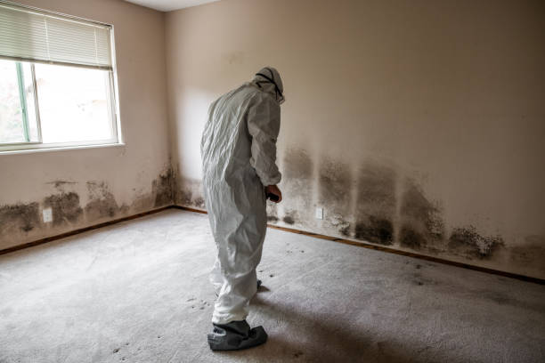 Mold Testing and Removal in Appalachia, VA