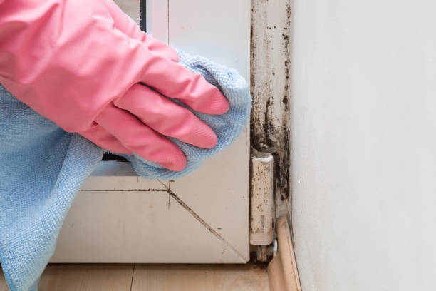 Best Local Mold Removal Service  in Appalachia, VA